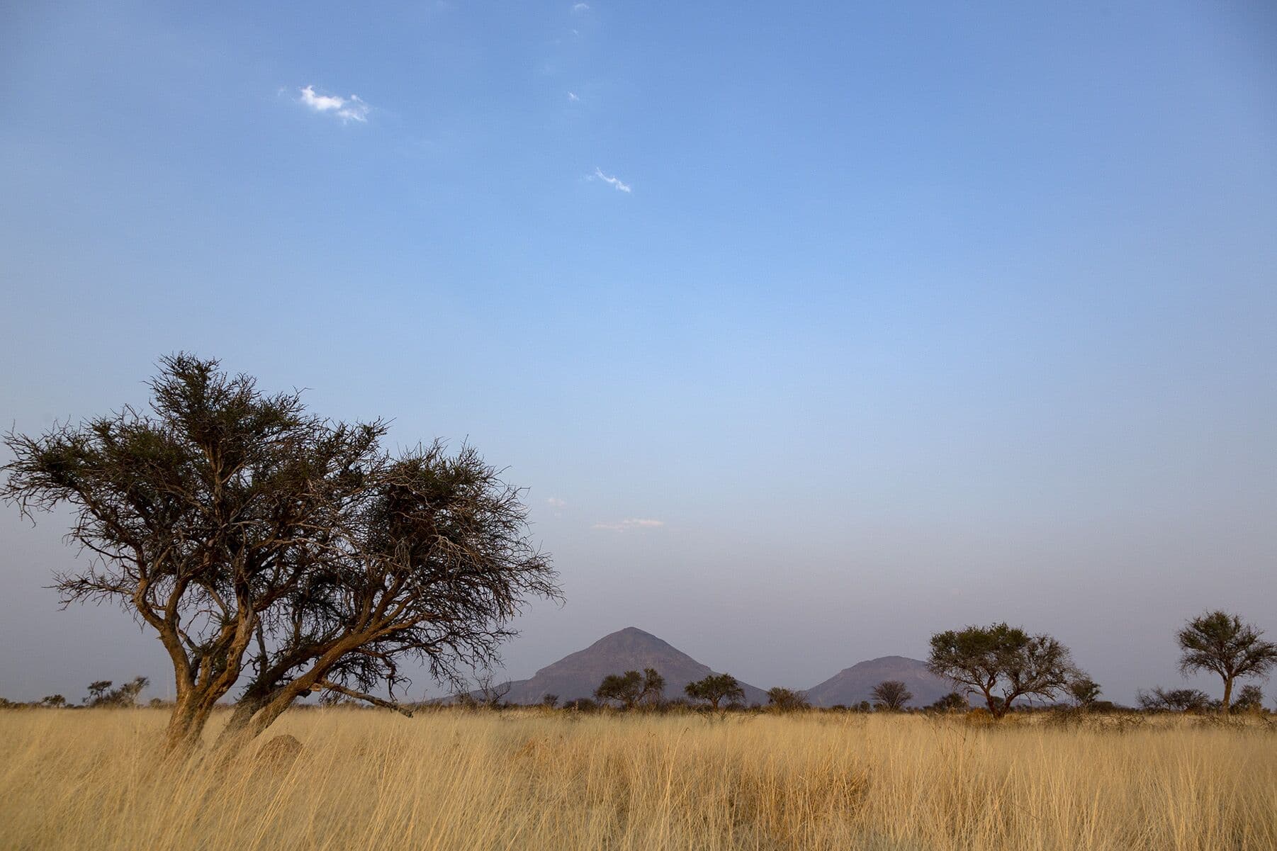 Acacia on the plains with the Omatako peak