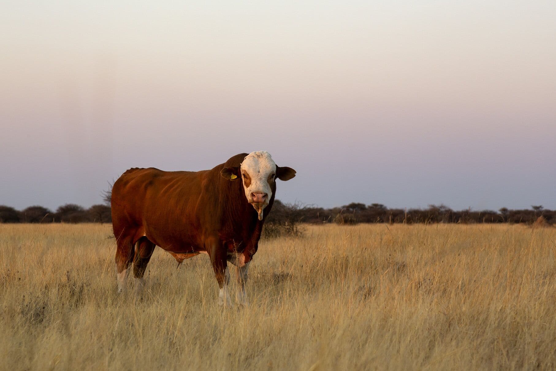 A bull from the farm’s cattle herd