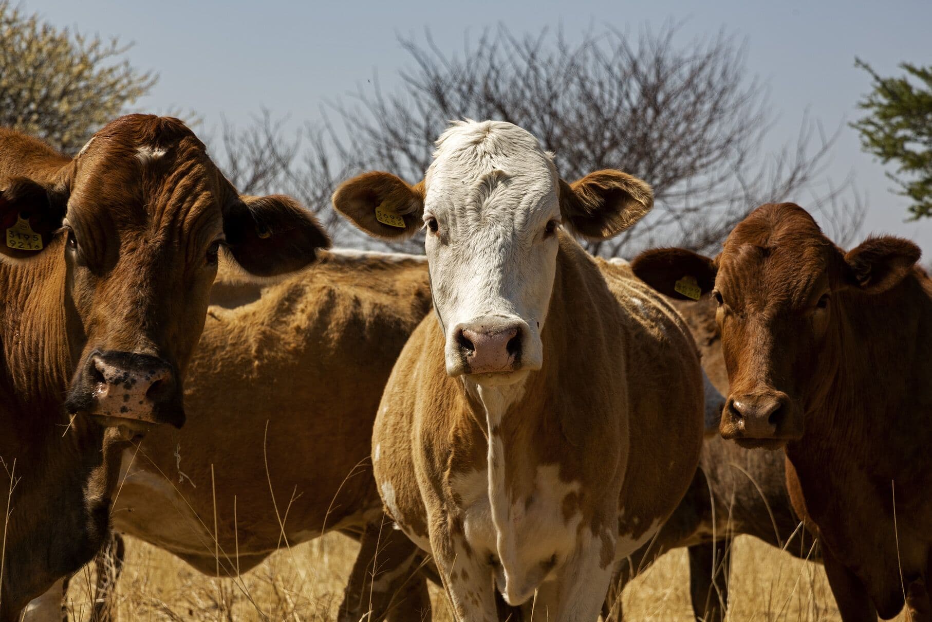 Cattle on the farm