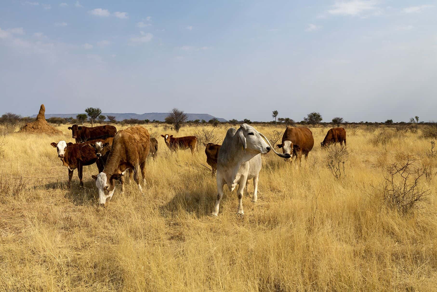 The cattle herd in the grassland