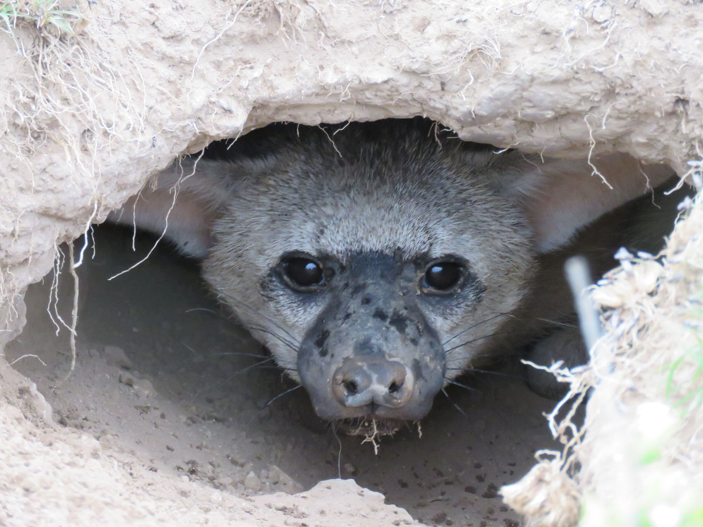 An aardwolf looking out of its burrow