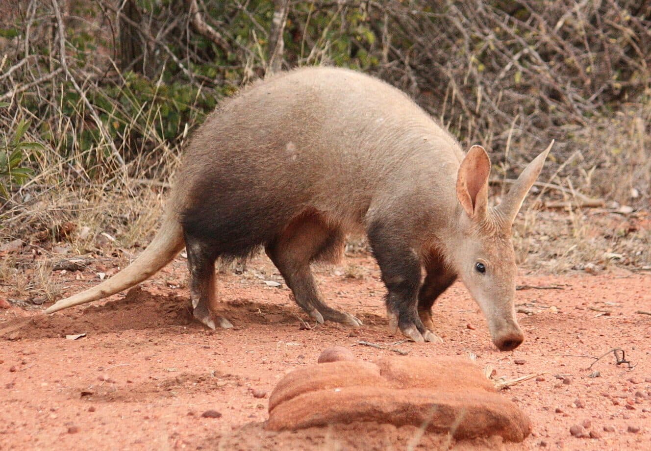 Aardvark digging in red sand