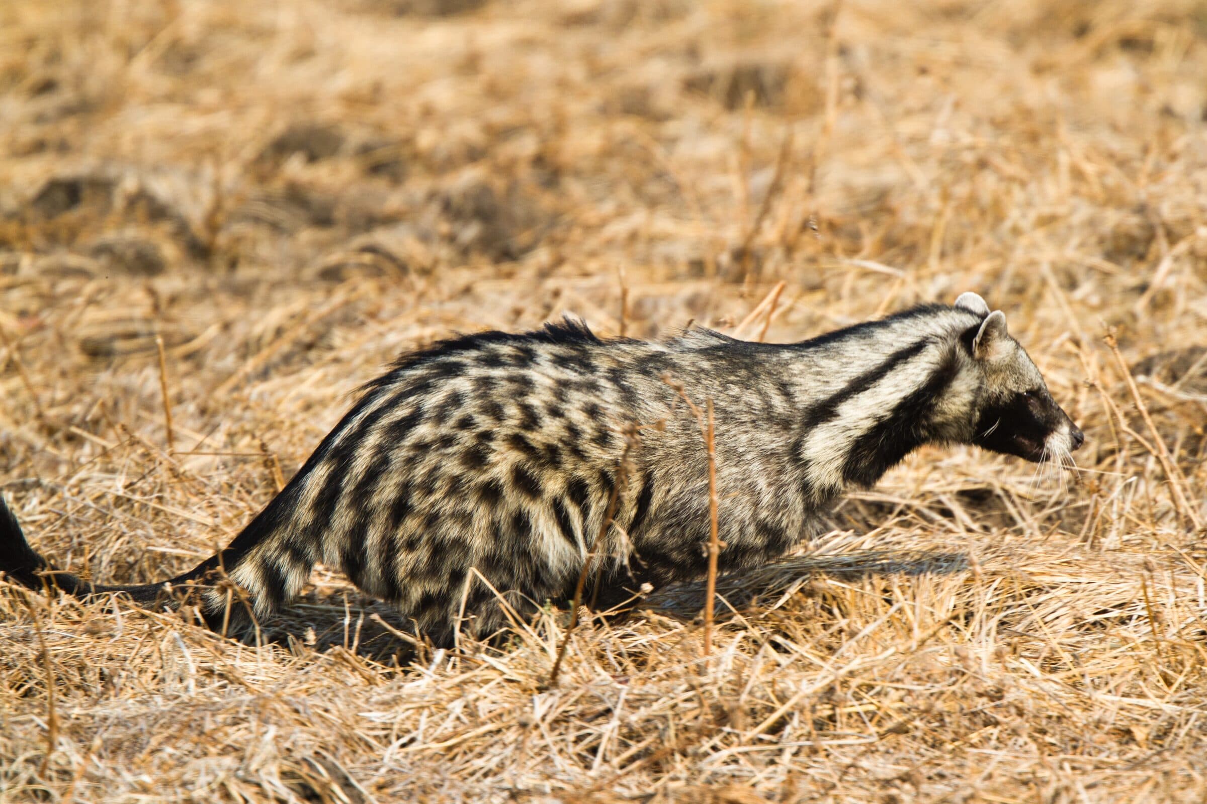 African civet walking through dry grass