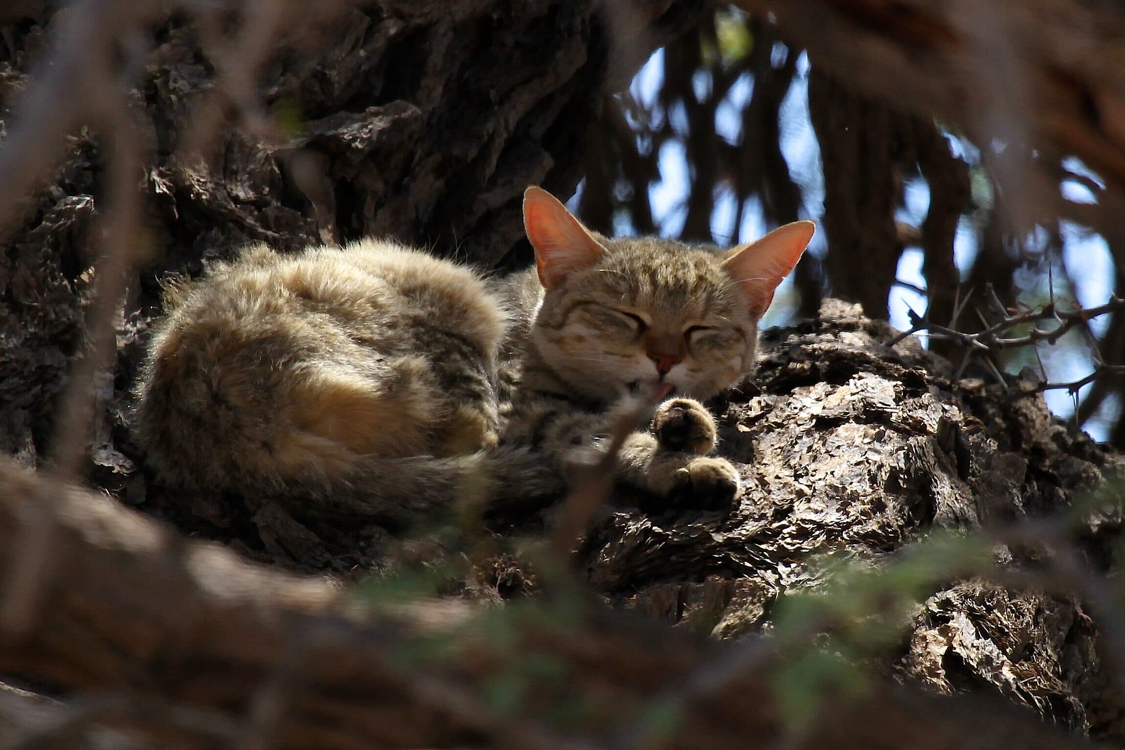 Two African wildcats resting in a tree