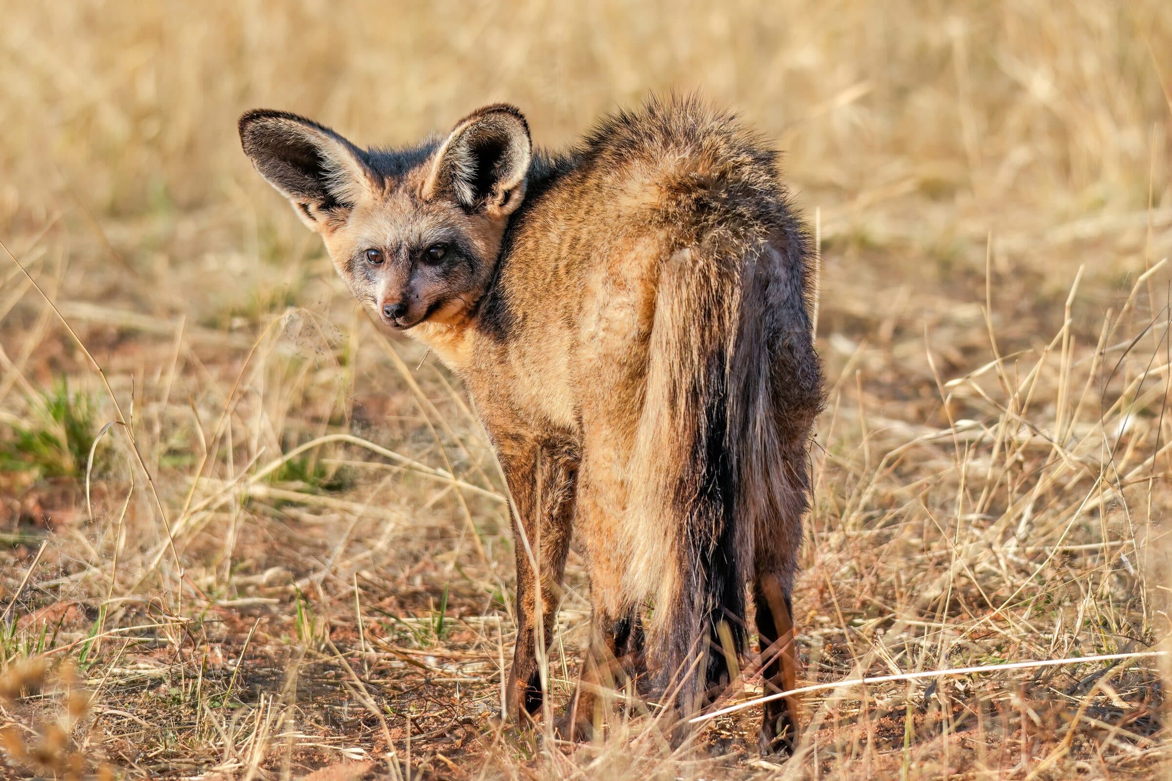 Bat-eared fox in dry grass