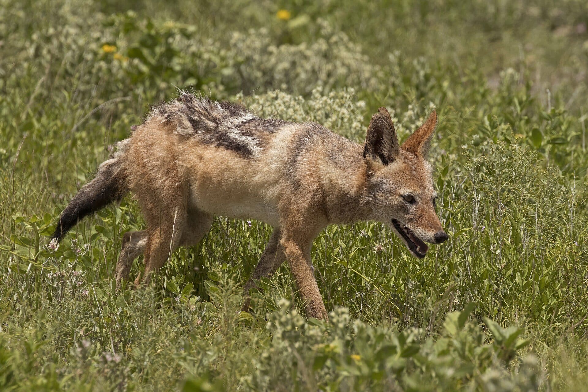 Black-backed jackal in green grass