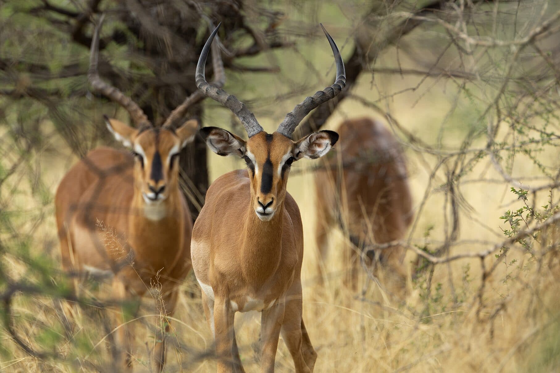 Black-faced impala in the bush