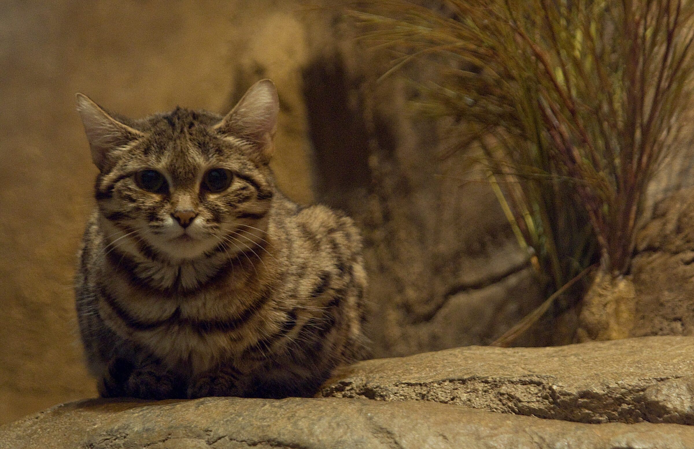 Black-footed cat sitting on a rock