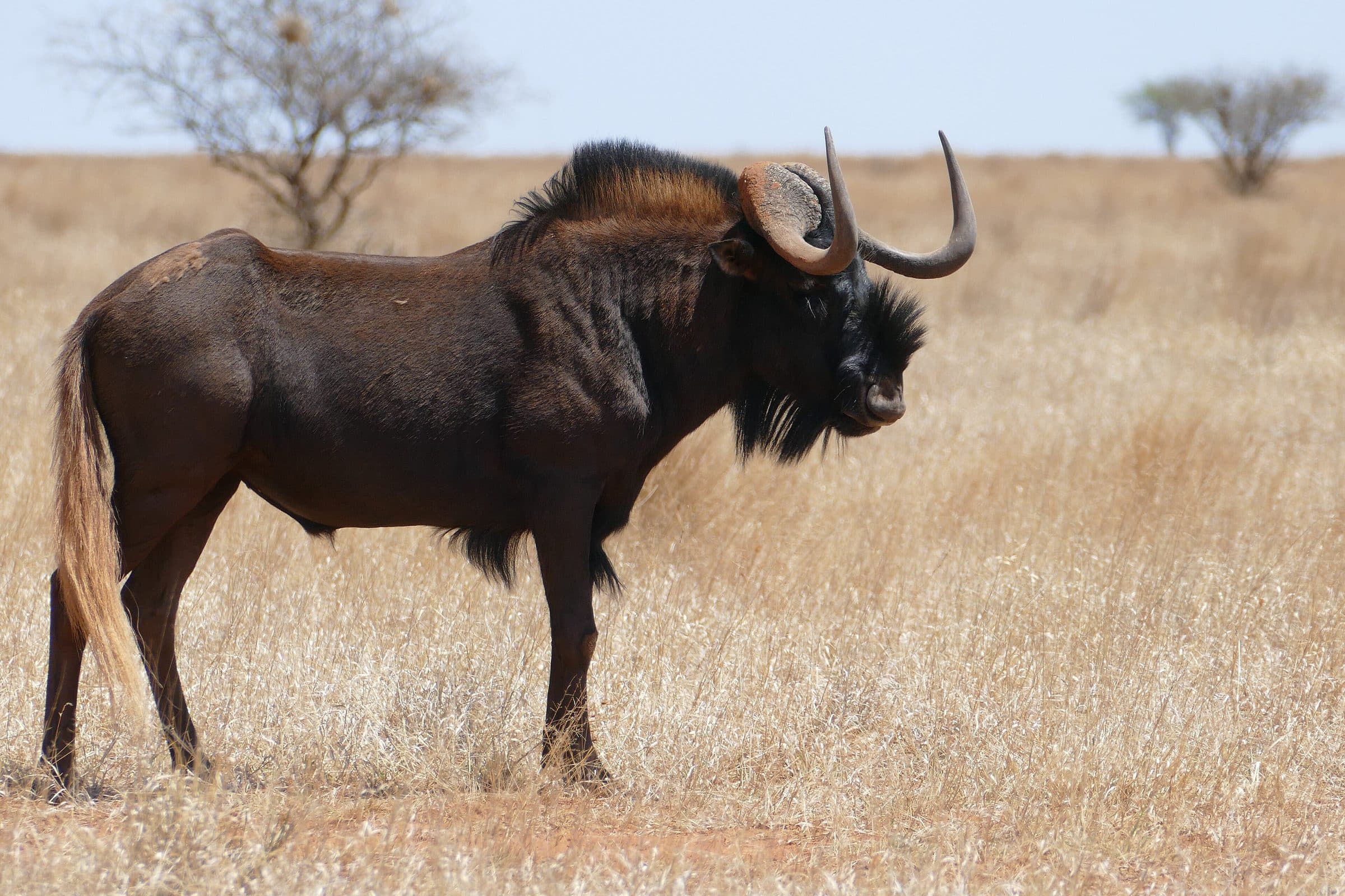 Black wildebeest bull in dry grassland