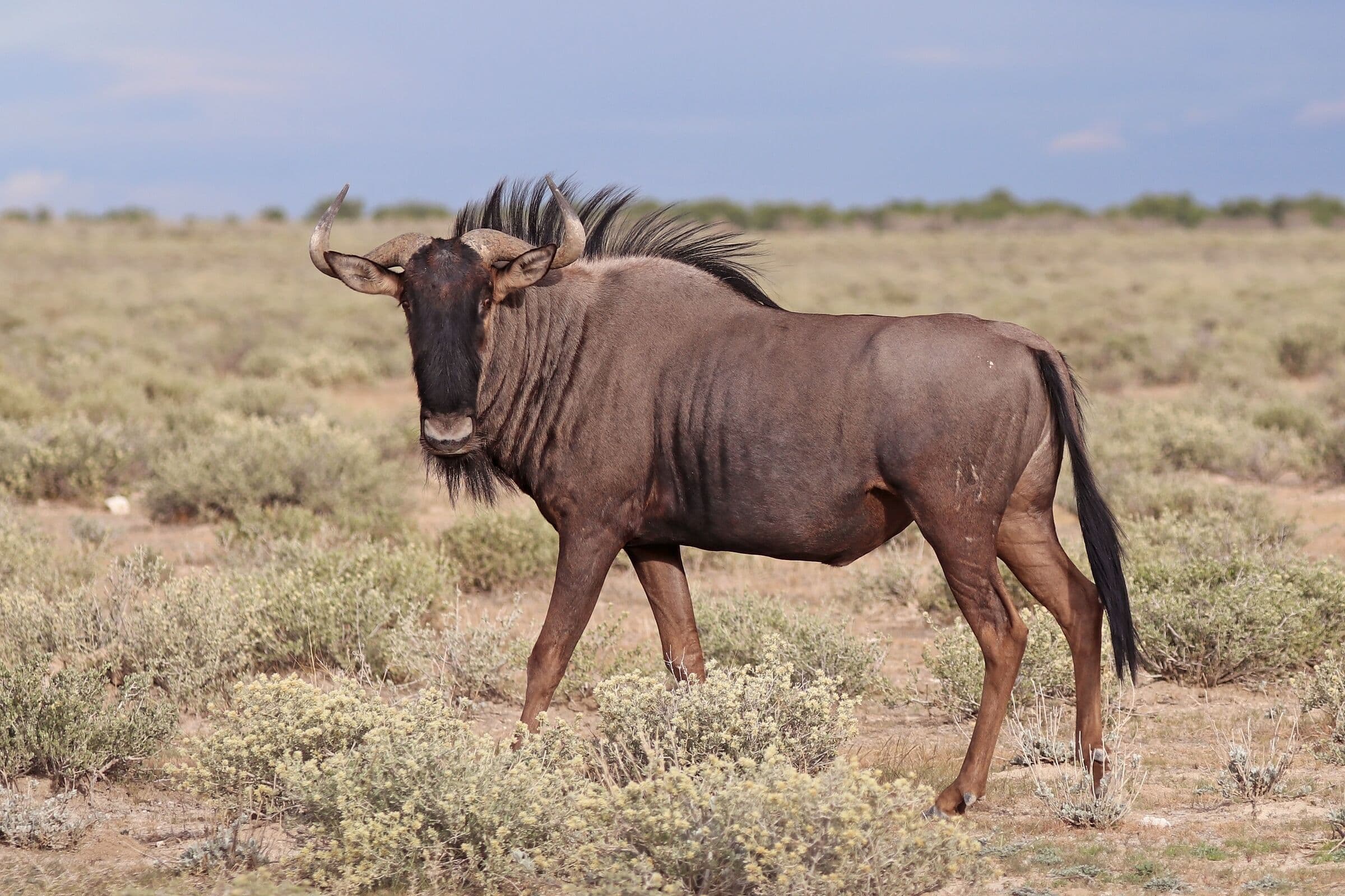 Blue wildebeest bull in dry scrub