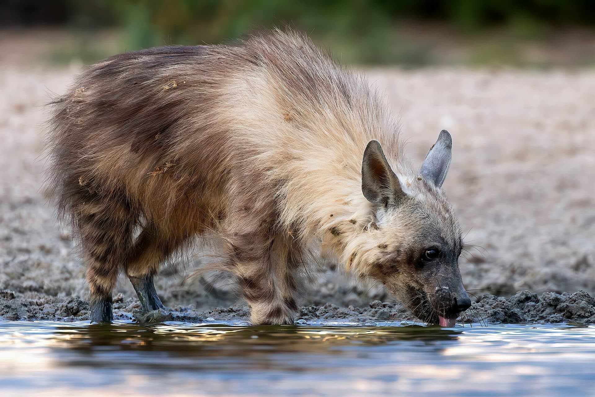 Brown hyena drinking at a waterhole