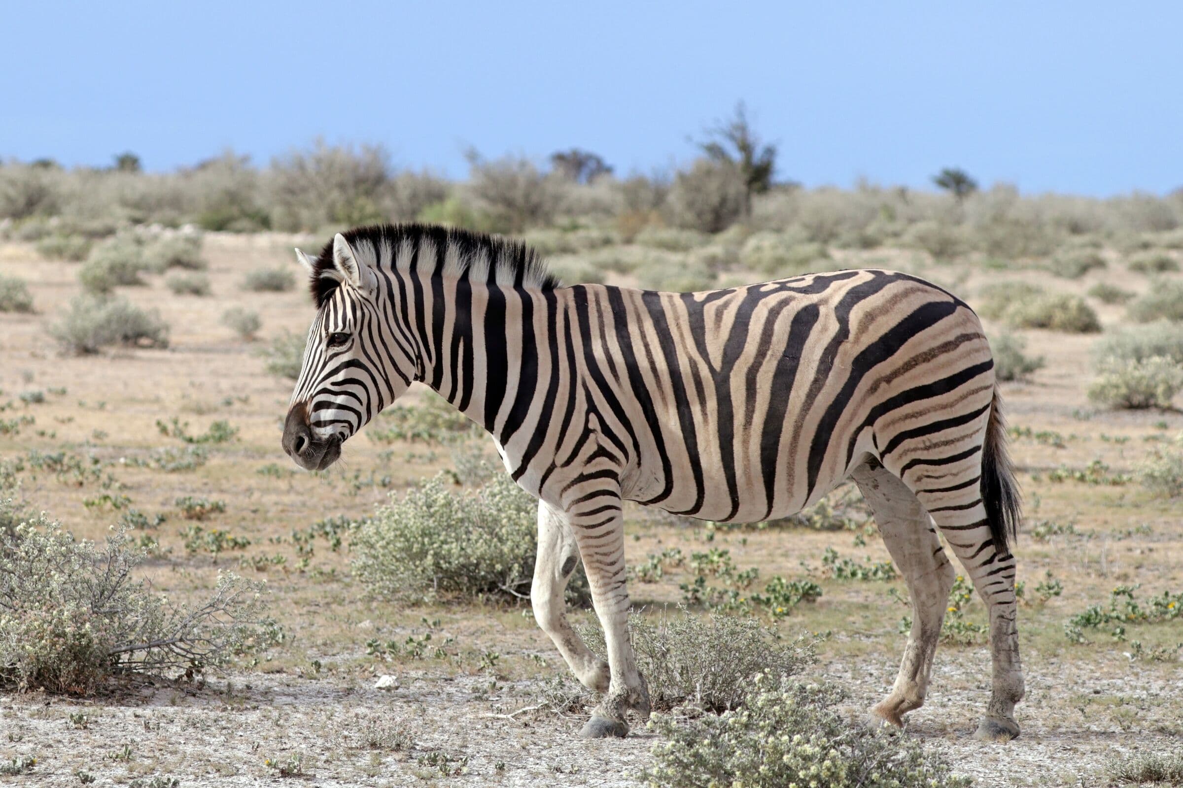 Burchell’s zebra in dry scrub