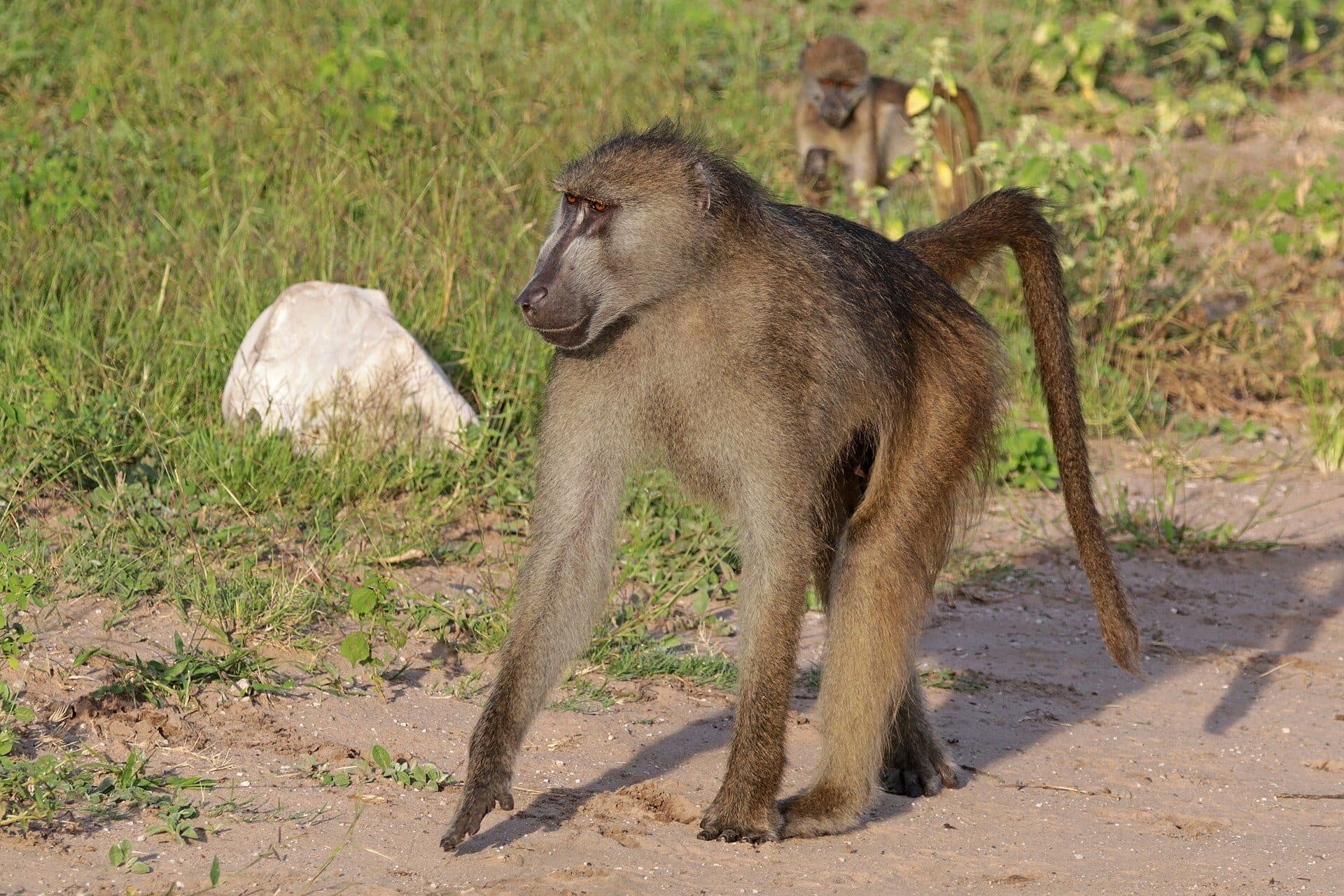 Chacma baboon male walking on a sandy track
