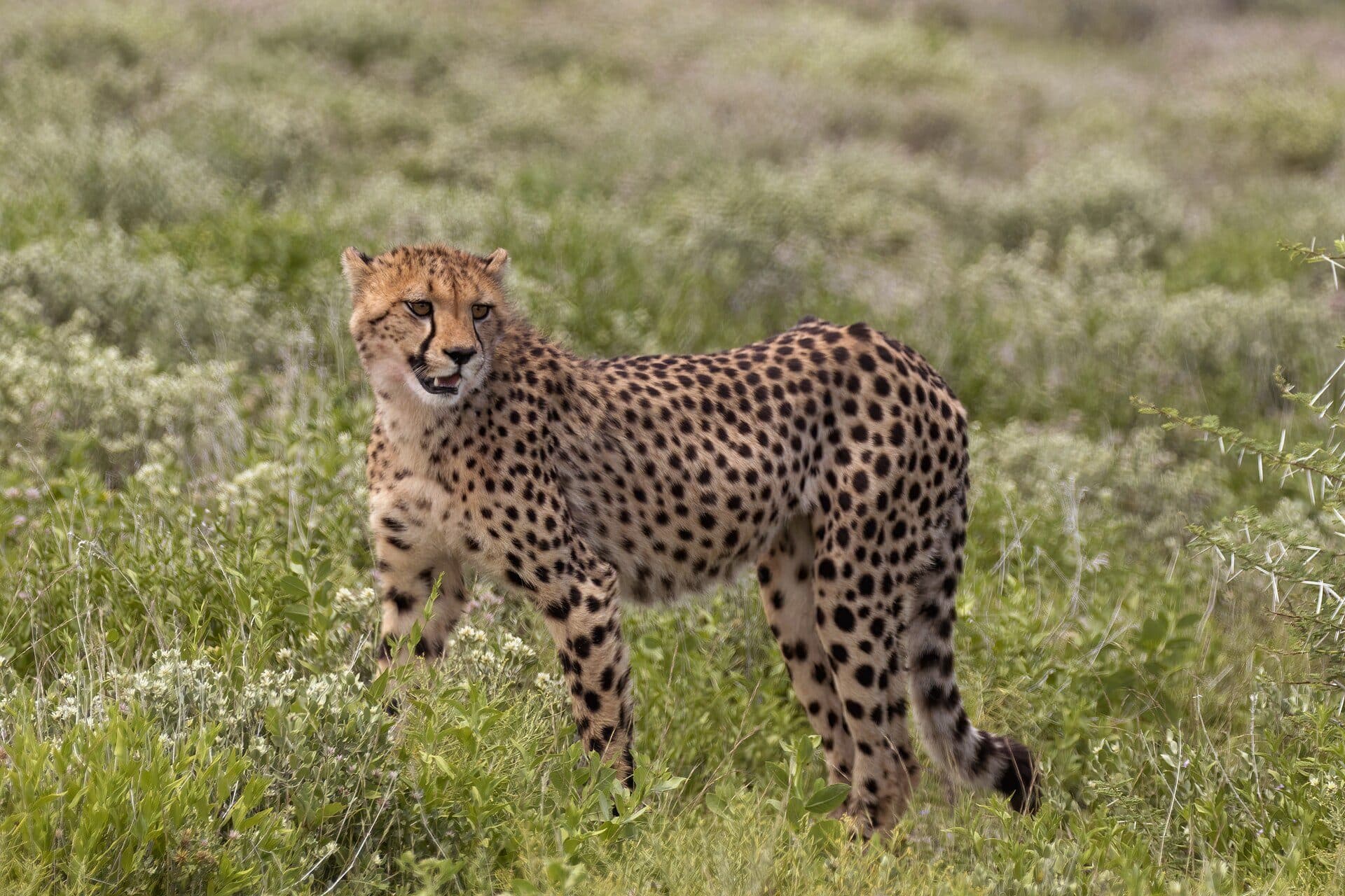 Cheetah in green grass
