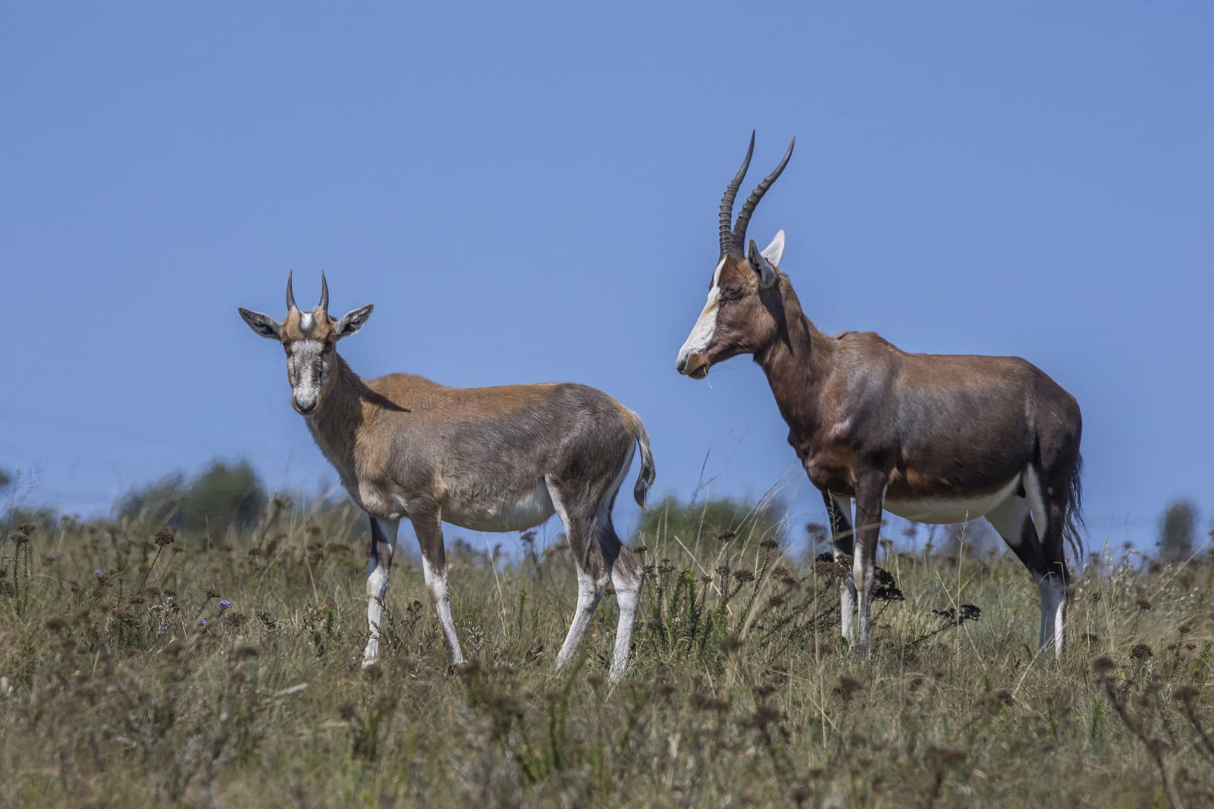 Blesbok with young
