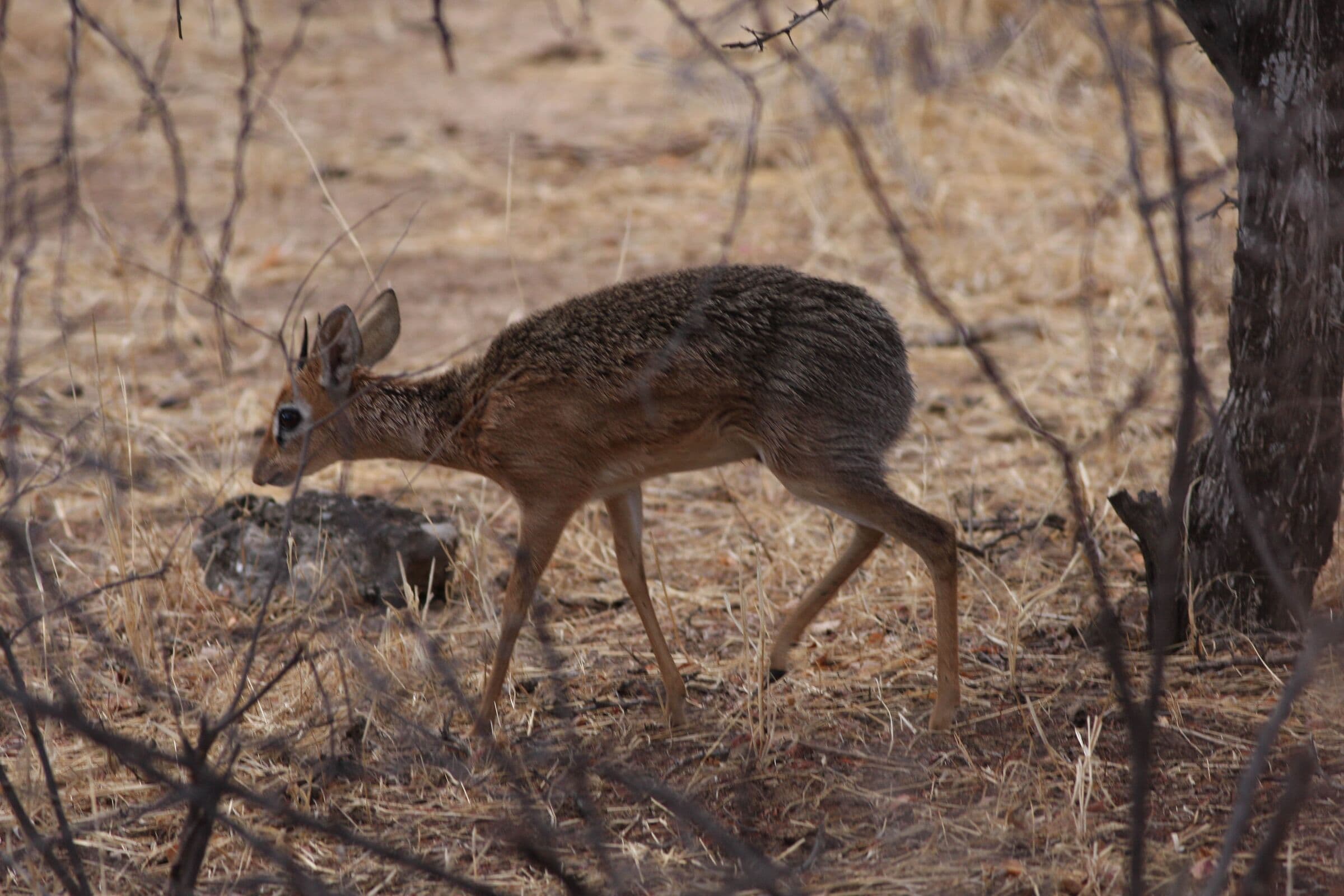 Damara dik-dik in dry bush