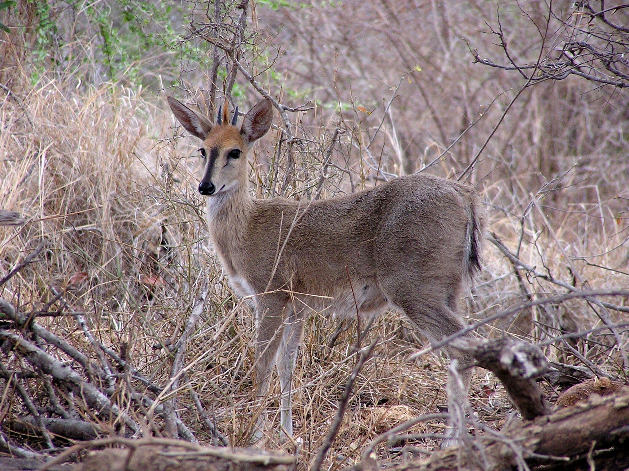 Common duiker in dry bush