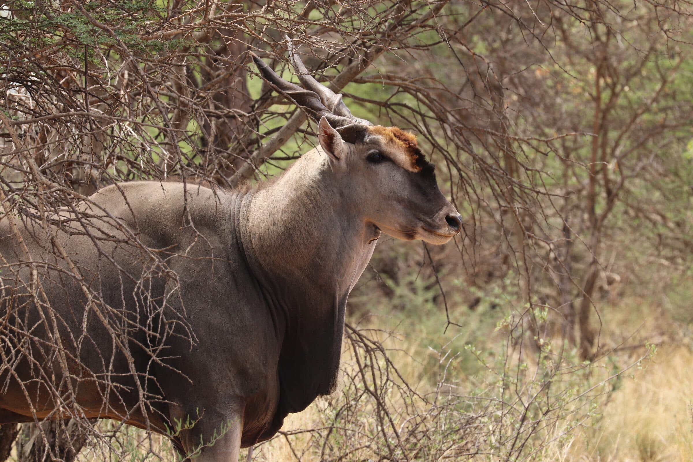 Eland bull in the bush