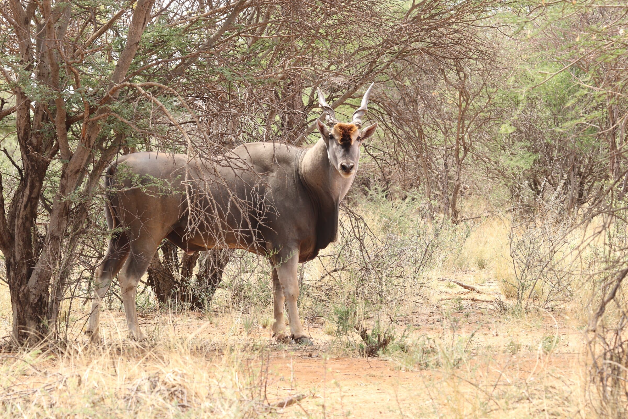 Eland bull looking out from under the thorn trees