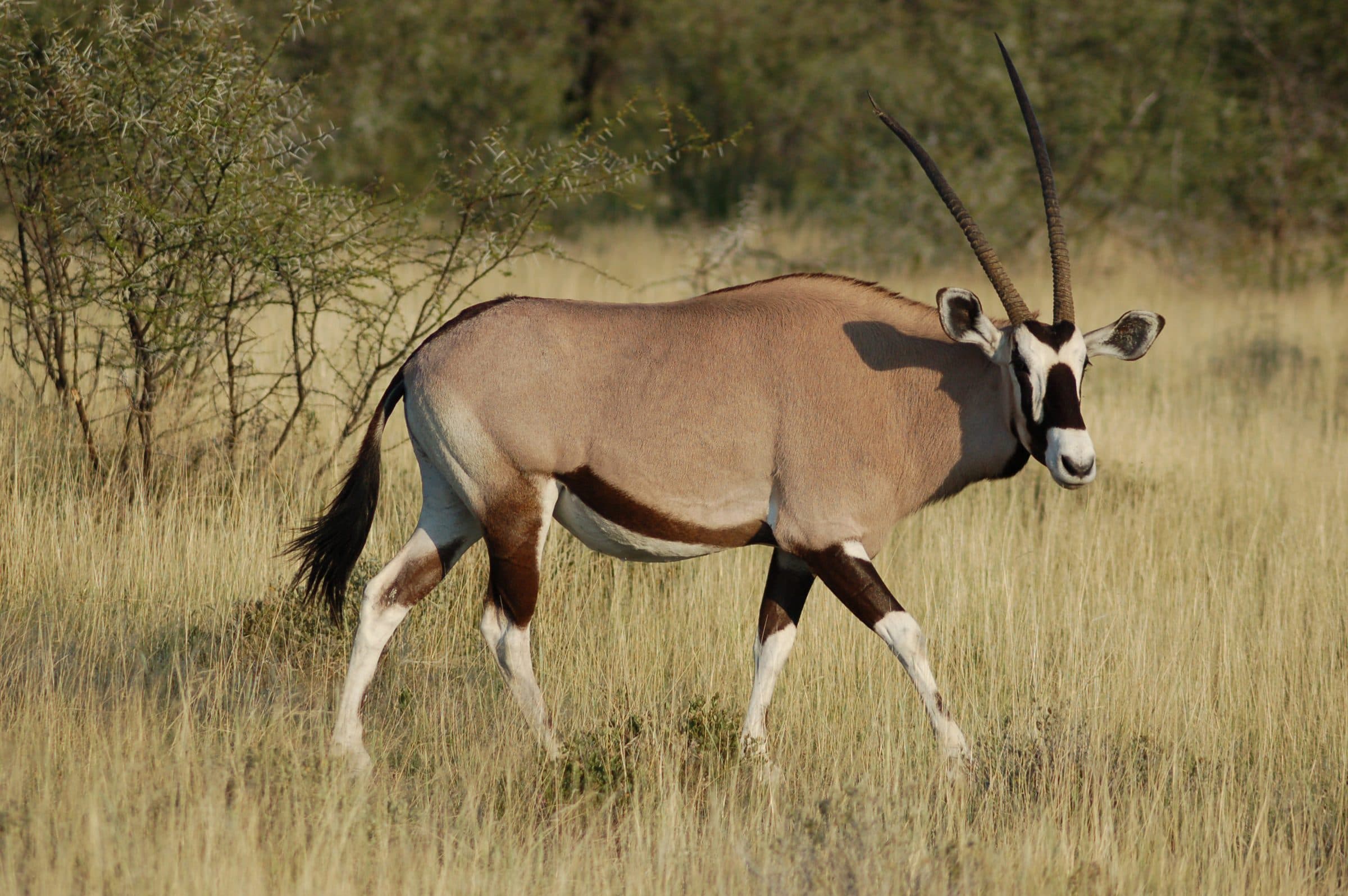 Oryx (gemsbok) in dry bush