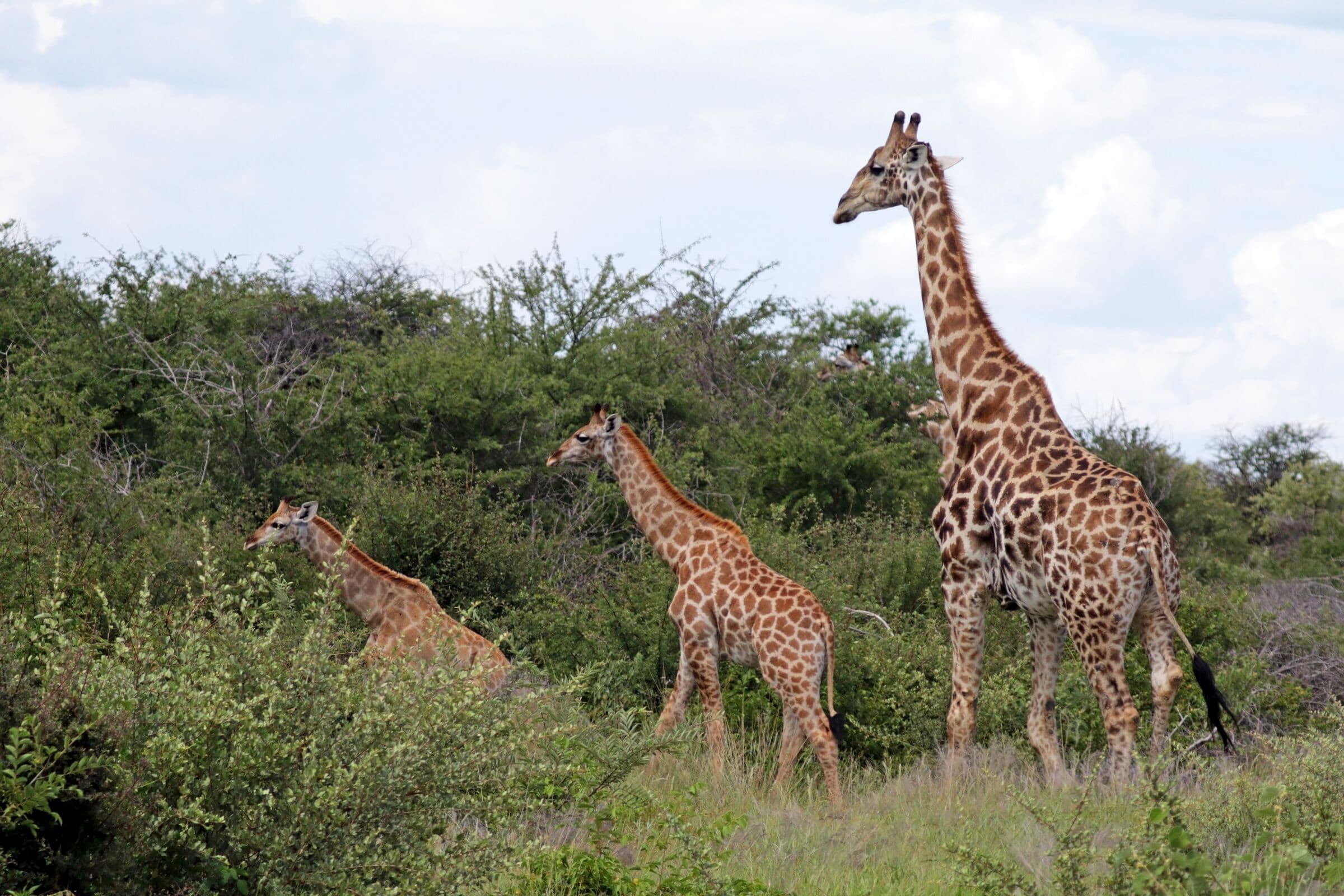Angolan giraffe with young in the bush