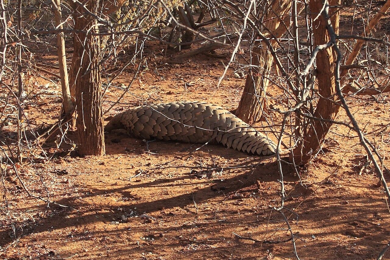 Ground pangolin under thorn bush