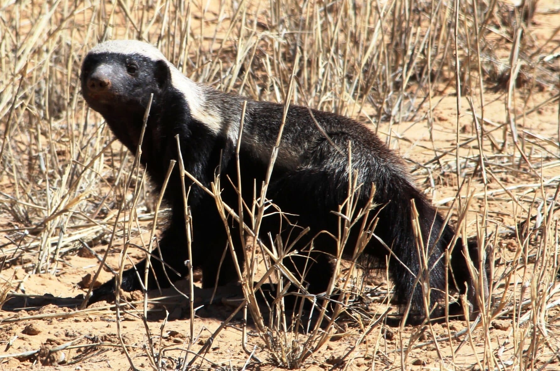 Honey badger in dry grass