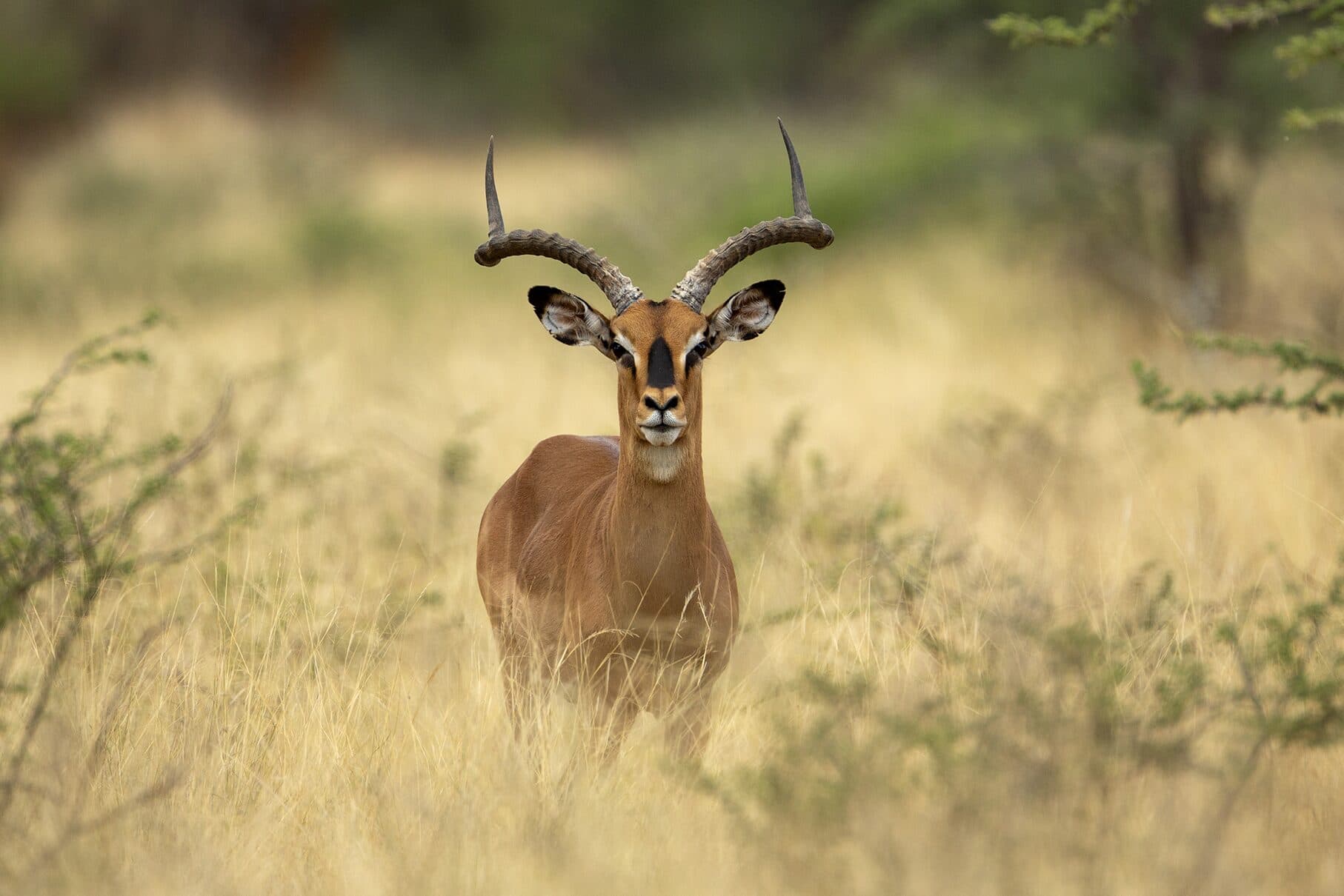 Impala ram standing in the grass