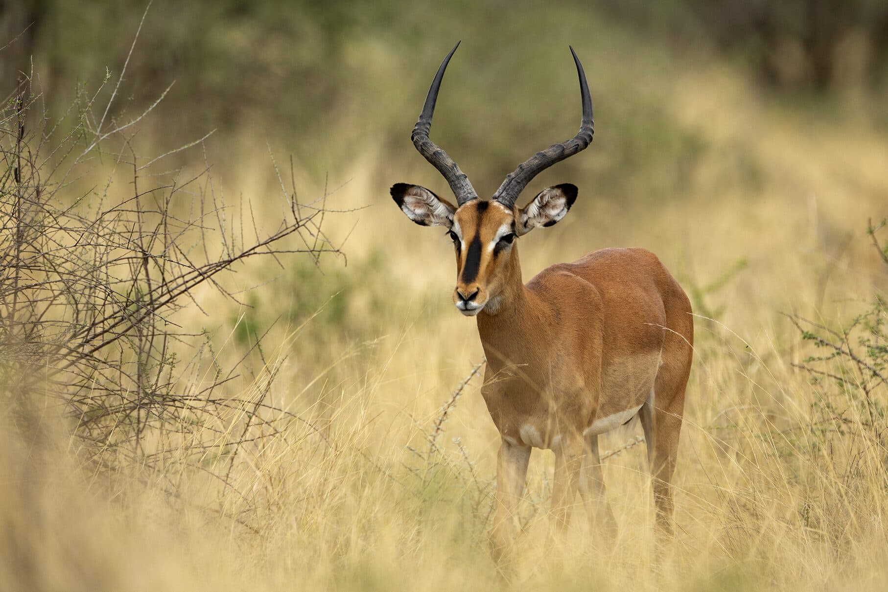 Impala ram in the bush