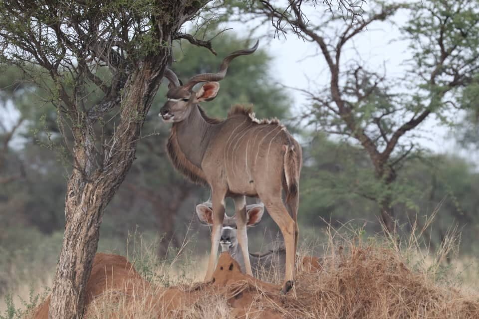 Kudu bull and cow in the bush