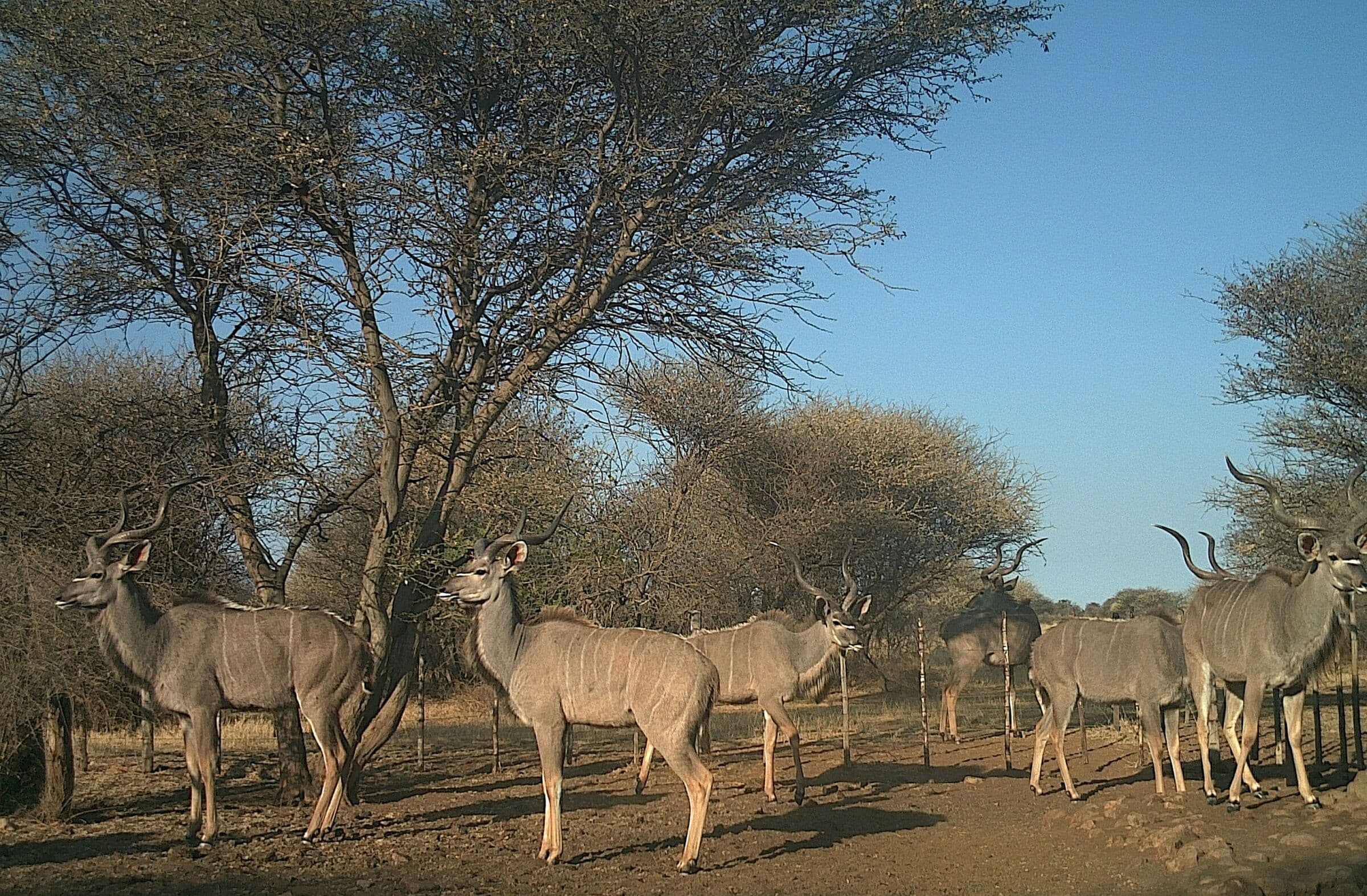 Kudu herd at a waterhole, trail camera