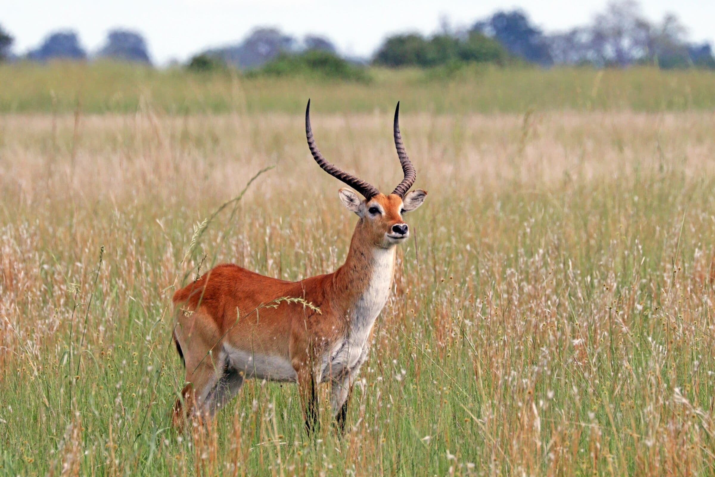 Red lechwe ram
