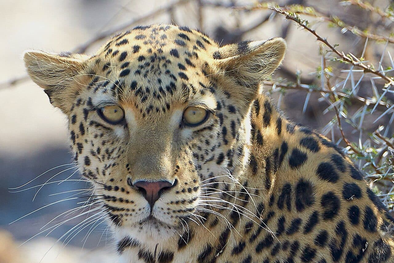 Leopard waking from a nap