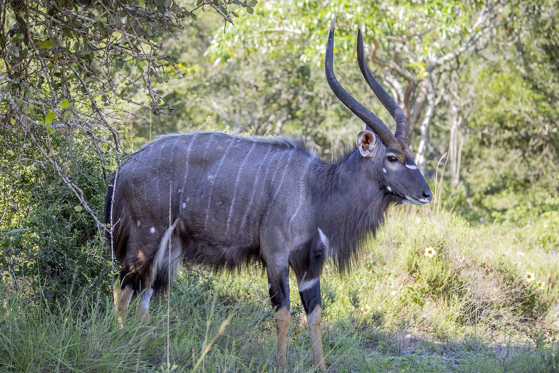 Nyala bull in the bush