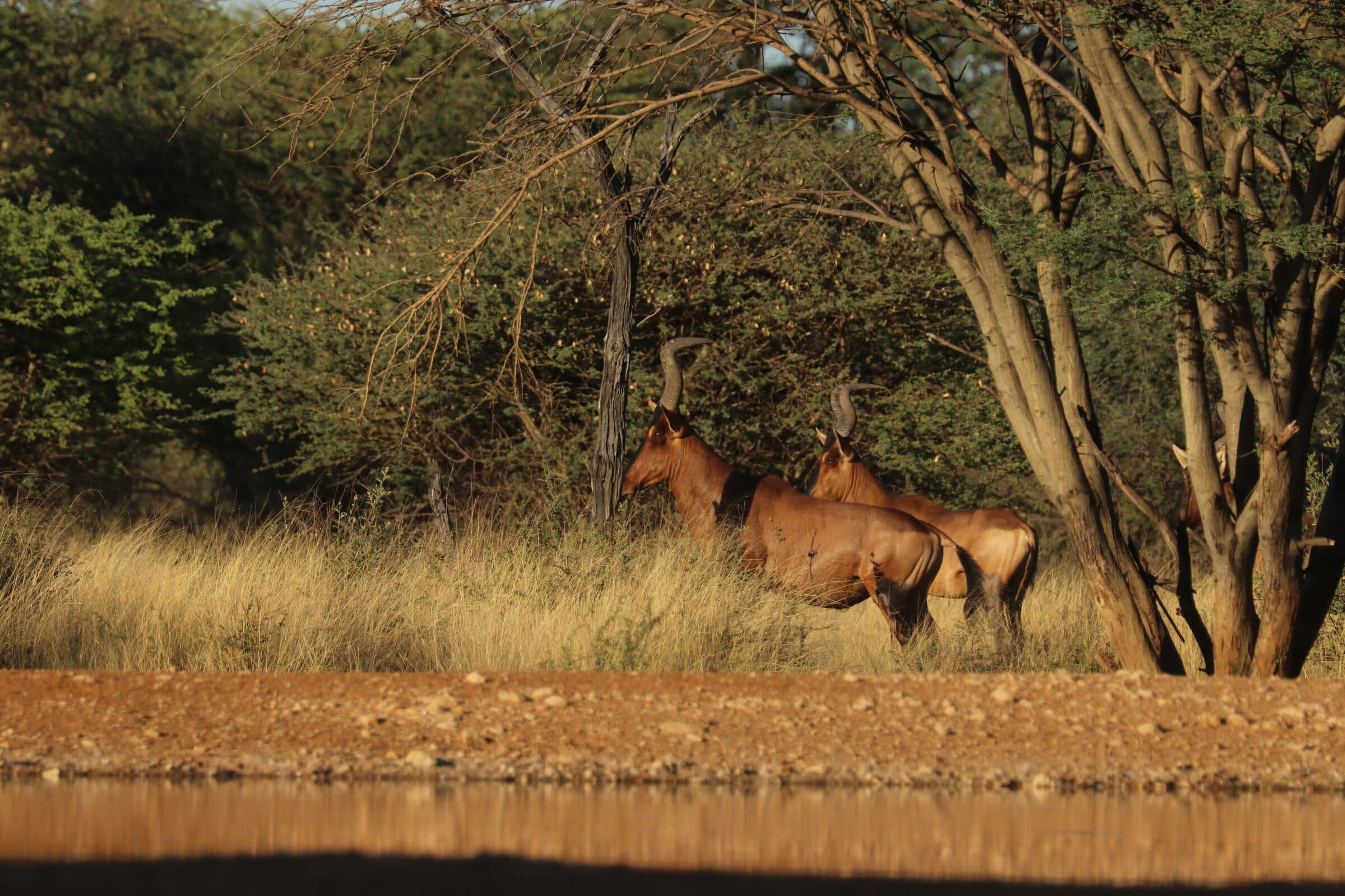 Red hartebeest at a waterhole
