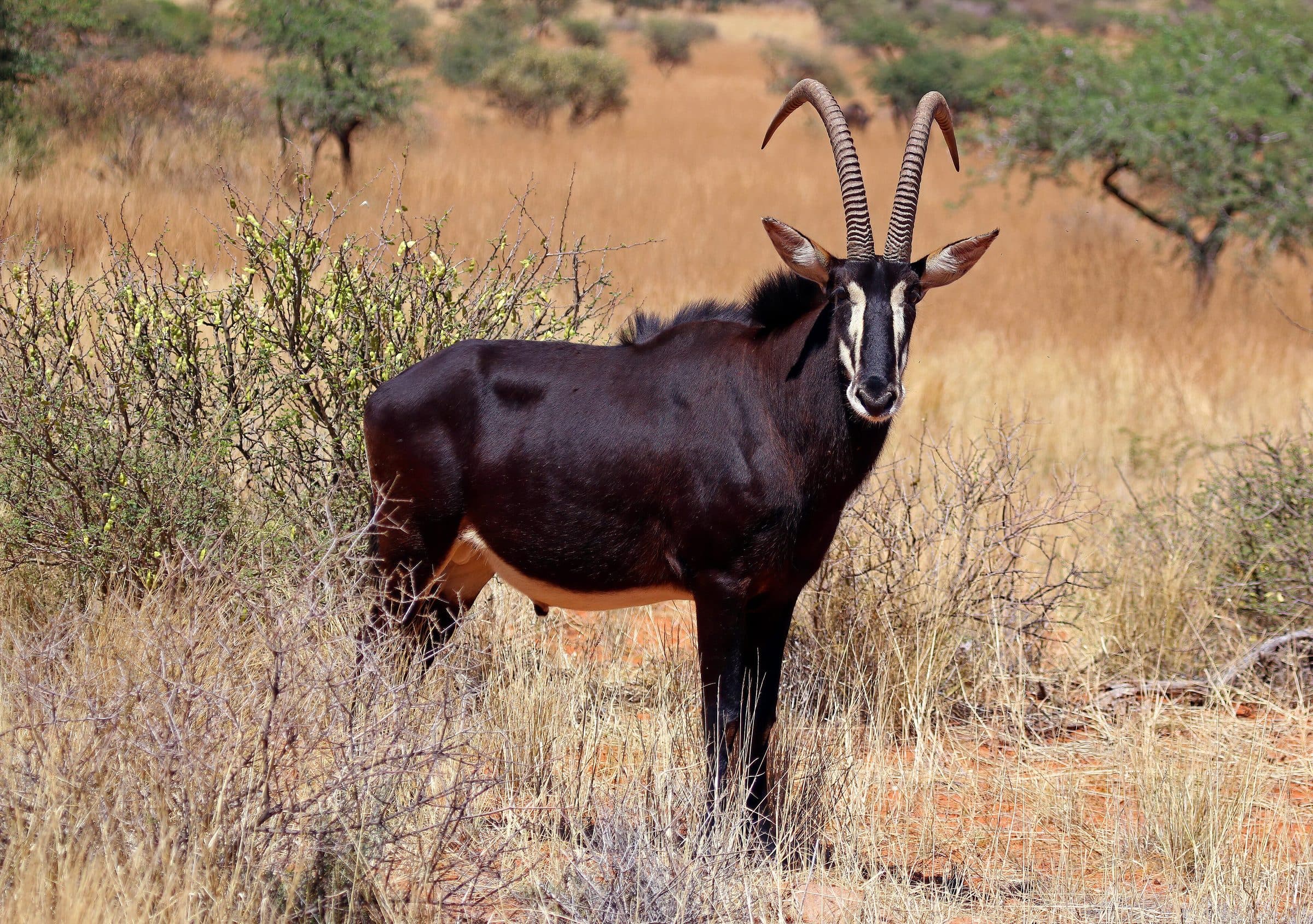Sable bull in dry bush