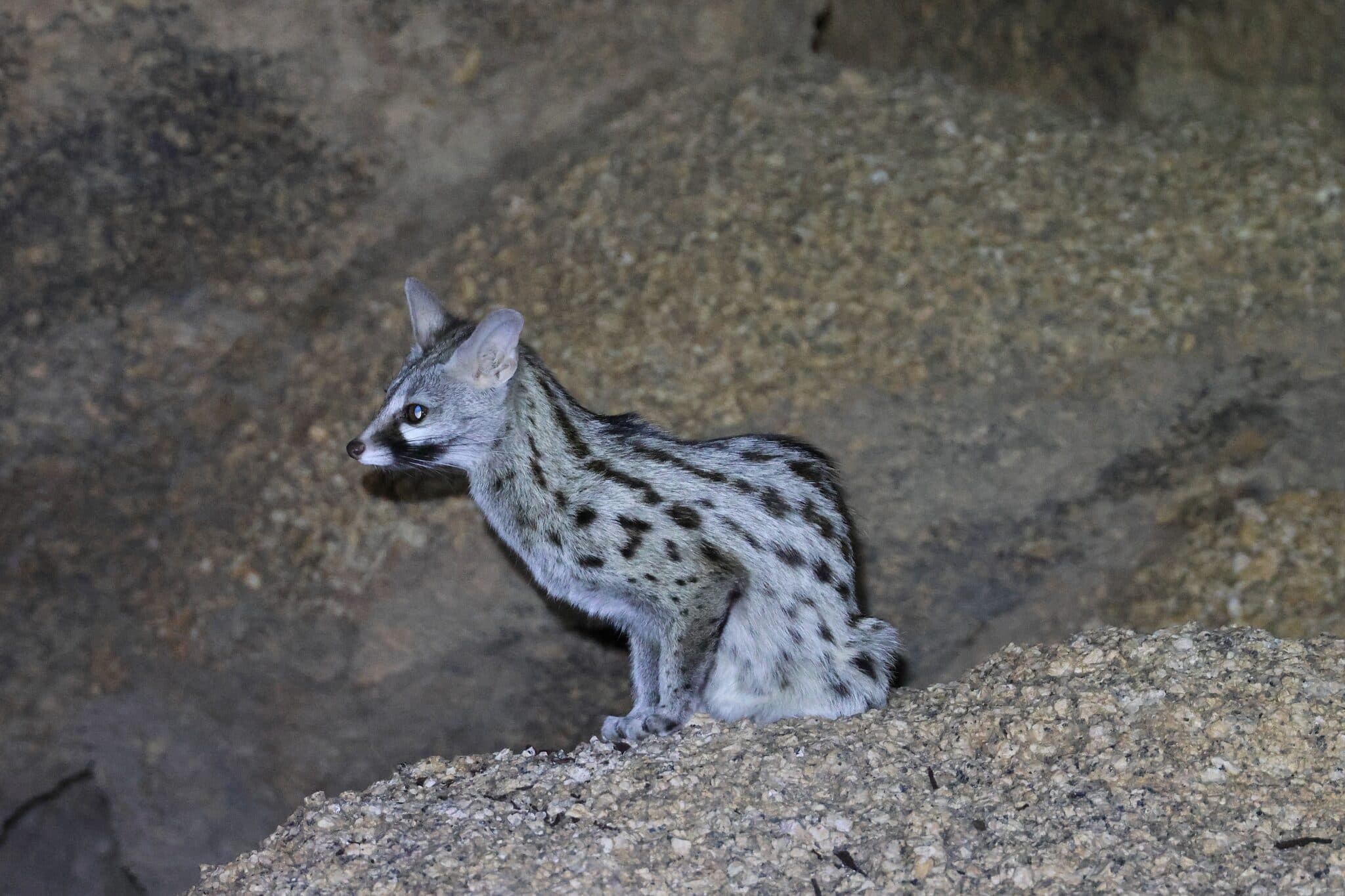 Spotted genet on rocks at night