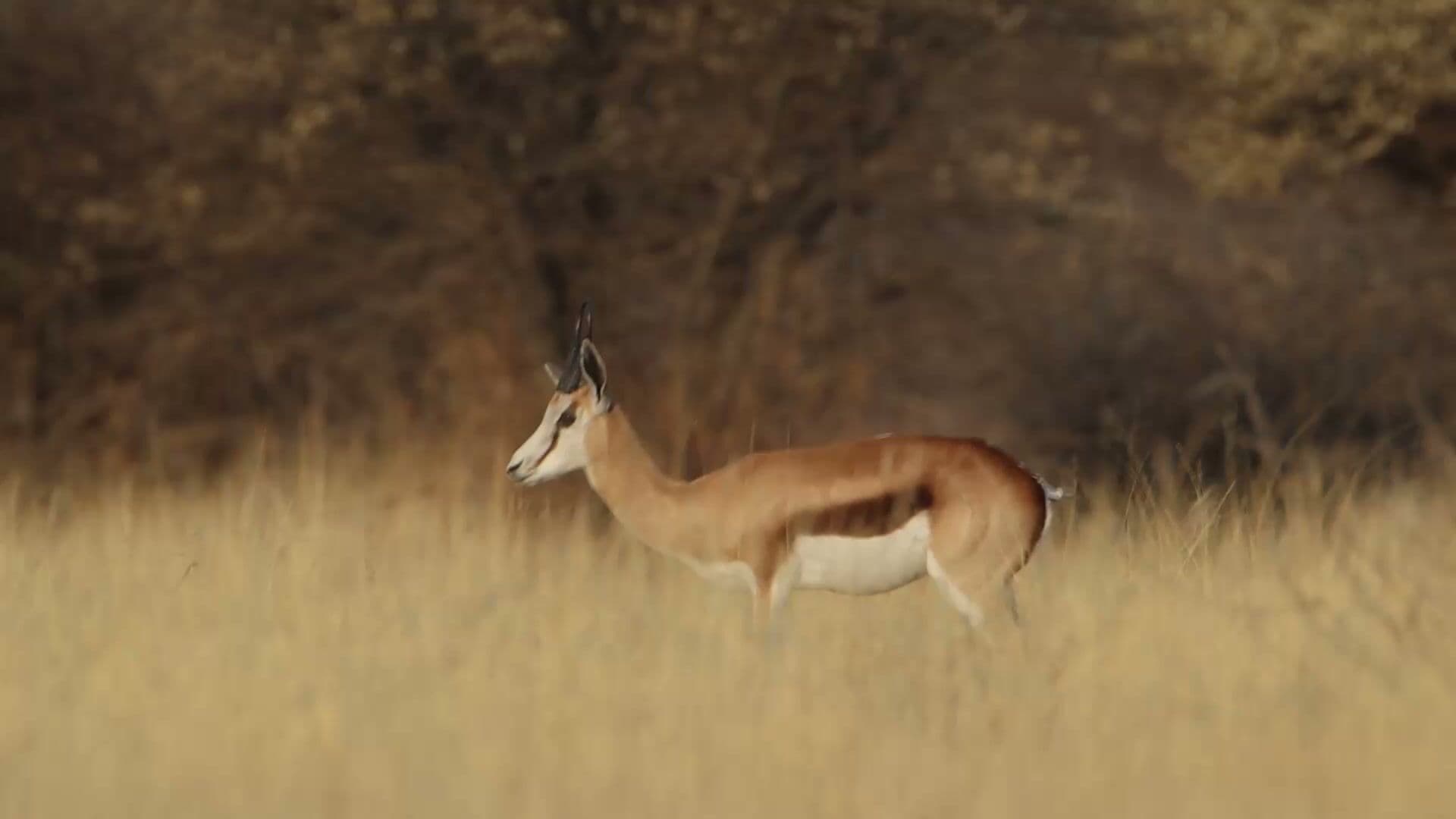 Springbok ram standing in tall grass