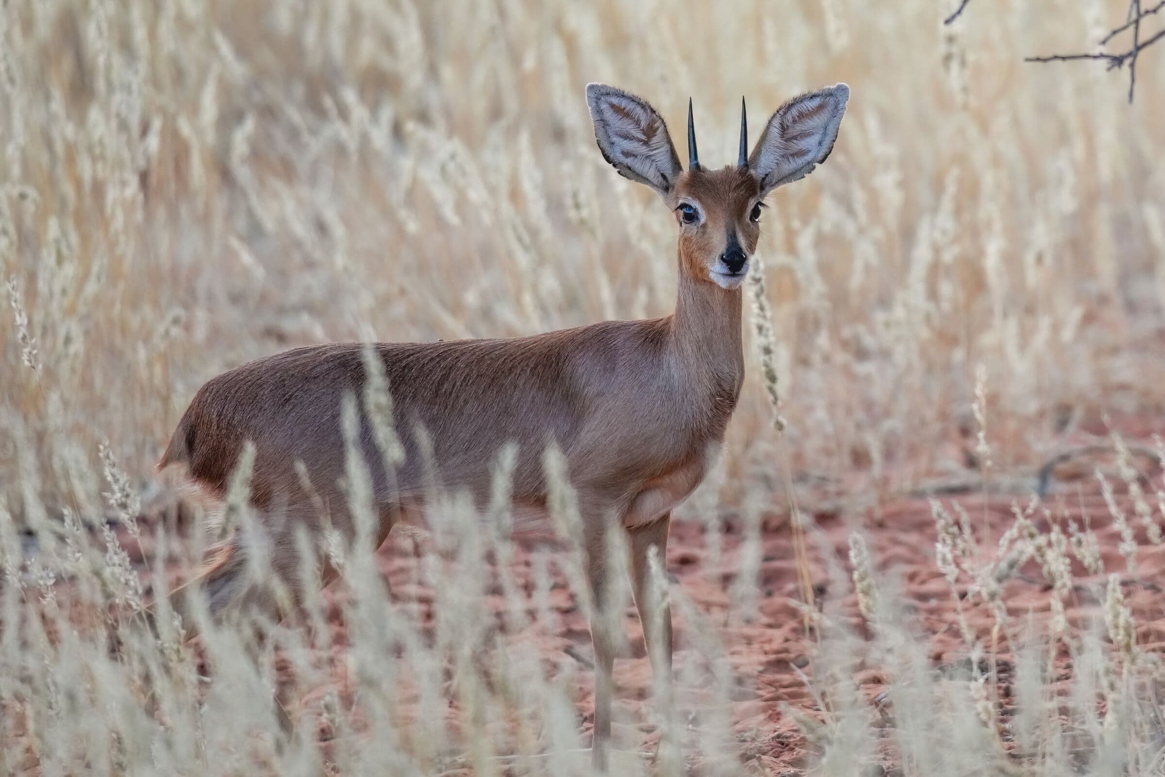 Steenbok ram in dry grass