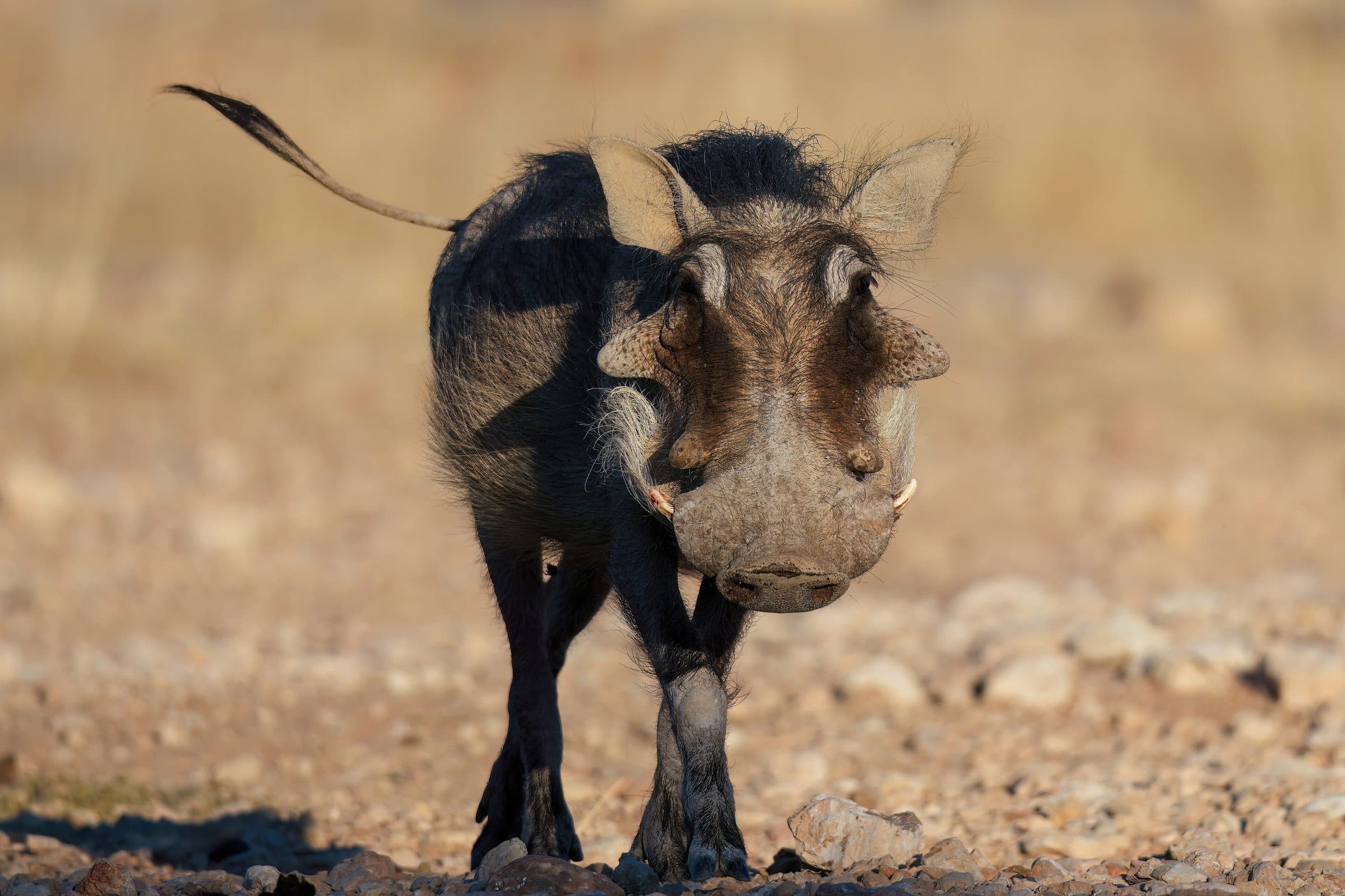 Young warthog boar