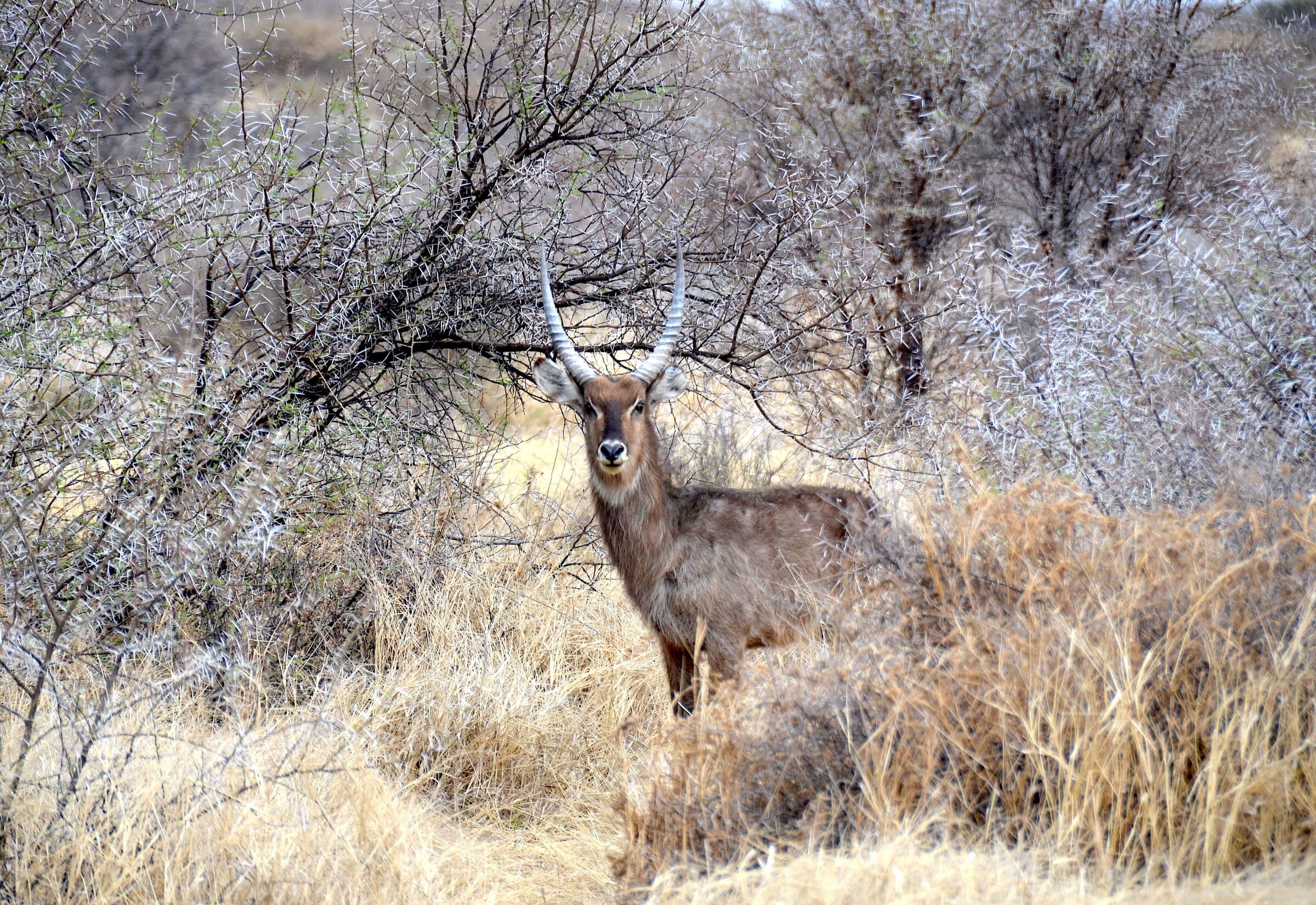 Waterbuck bull in dry bush
